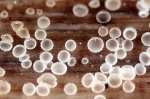 :-Discocistella grevillei