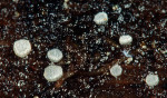 :-Coronellaria typhae
