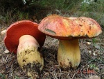 Wolfsröhrling-Boletus lupinus