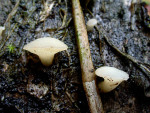 : Kreisling-Cudoniella tenuispora