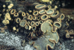 :-Diplocarpa bloxamii