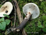 Fleckender Lärchenschmierling-Gomphidius maculatus
