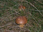 Maronenröhrling-Boletus badius