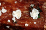 :-Lachnum eburneum