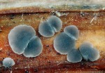 Graues Schilfbecherchen-Pyrenopeziza revincta