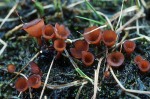 : Binsen-Sclerotienbecherchen-Myriosclerotinia vahliana