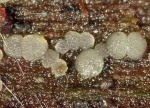 :-Parorbiliopsis minuta