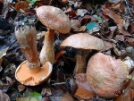Rostroter Lärchenröhrling-Suillus tridentinus