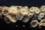 Blassgelbes Haarbecherchen-Trichopeziza mollissima