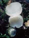 Weisshaariger Borstenbecherling-Leucoscypha leucotricha