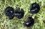 Glaenzender Schwarzborstling-Pseudoplectania nigrella
