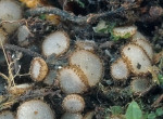 Woolhop'scher Borstling-Trichophaea woolhopeia