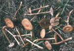 Sumpfwiesenackerling-Agrocybe elatella
