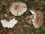 Violettlicher Weisssporstacheling-Bankera violascens