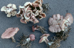 Rosenroter Schönkopf-Calocybe persicolor