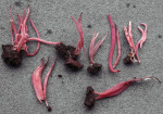 Lachsrosa Keule-Clavaria rosea