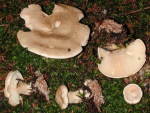 Buchsblättriger Trichterling-Clitocybe alexandri