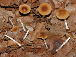 Rotbräunlicher Glockenschüppling-Conocybe arrhenii