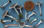 Blauschwarzer Wasserkopf-Cortinarius decipiens var. atrocoeruleus