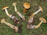 Rhabarberfüssiger Rauhkopf-Cortinarius callisteus