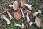 :-Cortinarius diosmus