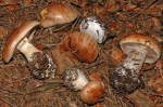 Rauchblättriger Klumpfuss-Cortinarius napus