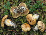 Gilbender Rauhkopf-Cortinarius rubicundulus