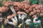 Klebriger Gürtelfuss-Cortinarius saturninus