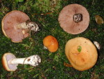 Ziegelgelber Schleimkopf-Cortinarius varius