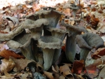 Totentrompete-Craterellus cornucopioides