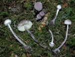 Lila Mehlschirmling-Cystolepiota bucknallii