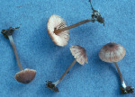 Bräunlicher Erlenglöckling-Entoloma minutum