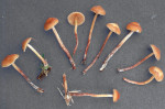 Schmieriger Häubling-Galerina stylifera