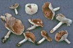 Mehlstielschneckling-Hygrophorus arbustivus