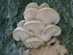 Rillstieliger Seitling-Pleurotus cornucopiae