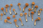 Keimporus-Risspilz-Inocybe subporospora