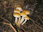Rauchblättriger Schwefelkopf-Hypholoma capnoides