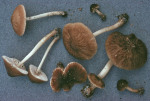 Verschiedenfarbiger Dachpilz-Pluteus plautus