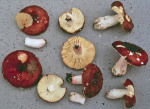Weinbrauner Täubling-Russula vinosobrunnea