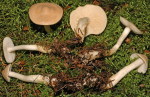 Nadelwald-Gasritterling-Tricholoma inamoenum