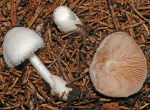 Flaumstieliger Scheidling-Volvariella hypopithys