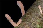 :-Macrotyphula contorta