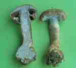 :-Cortinarius pearsonii