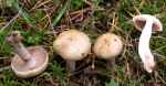 Grauwerdender Schleimfuß-Cortinarius largodelibutus