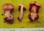 :-Cortinarius semudaphilus