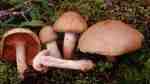 Flockiger Dickfuss-Cortinarius tabularis
