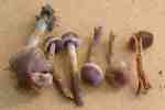 :-Cortinarius violilamellatus