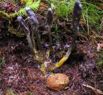 Warzige Hirschtrüffel-Elaphomyces granulatus