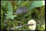 Rabenschwarzer Zärtling-Entoloma corvinum