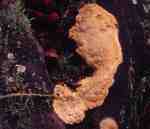 :-Erastia salmonicolor
